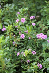USJ風景 99 USJ風景 99