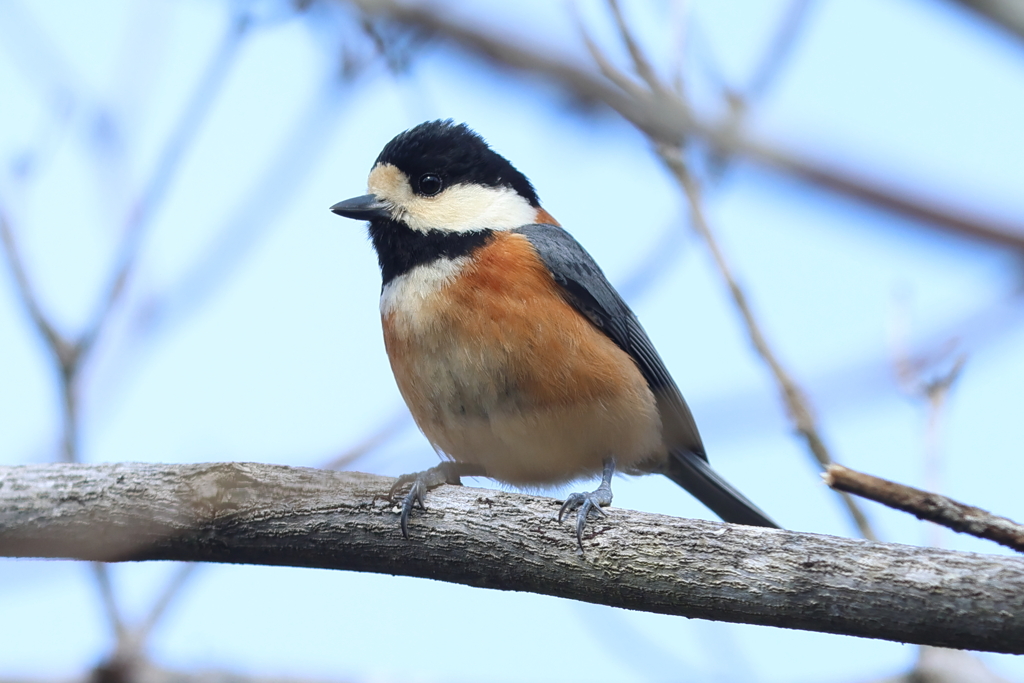 3月21日 有馬富士公園 ３