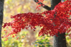 12月10日 明石公園 13