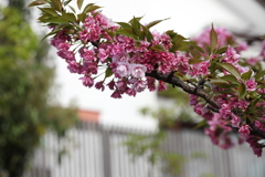 4月3日 岡本南公園 ３