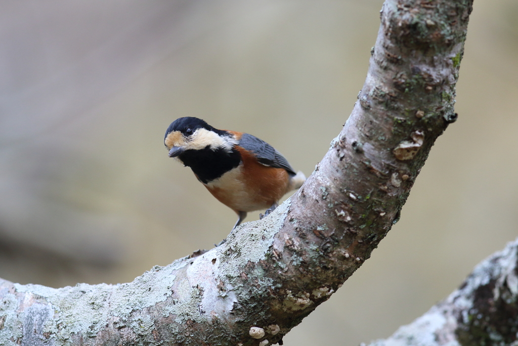 12月4日 明石公園 ６