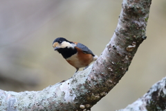 12月4日 明石公園 ６