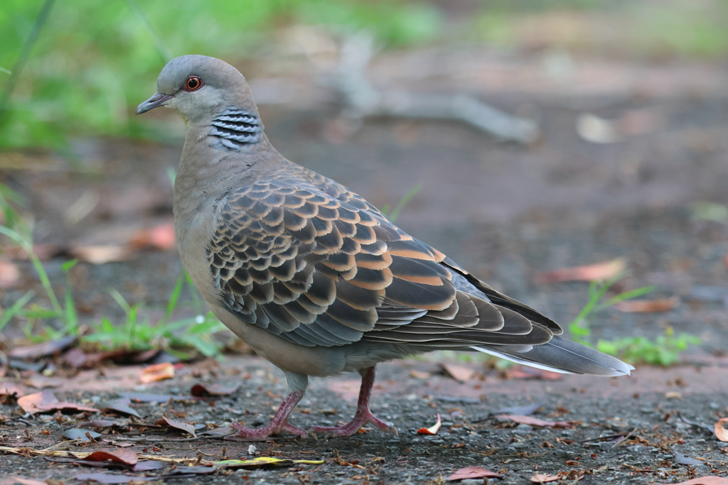 5月2日 明石公園 10