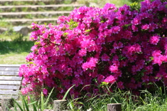 桜掘のツツジ