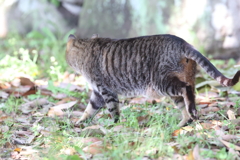 5月6日 明石公園 22