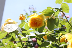 5月28日 布引ハーブ園 18