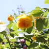 5月28日 布引ハーブ園 18