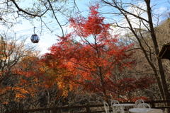 12月15日 布引ハーブ園 11