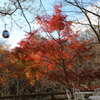 12月15日 布引ハーブ園 11