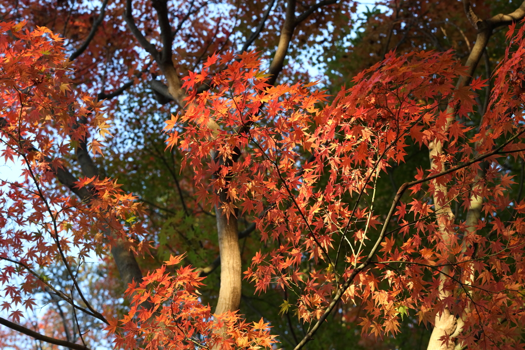 12月6日 須磨離宮公園 22
