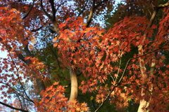 12月6日 須磨離宮公園 22