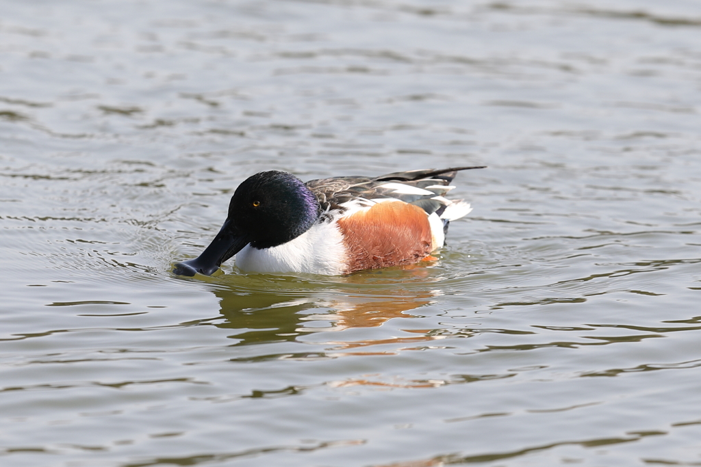 2月20日 明石公園 １