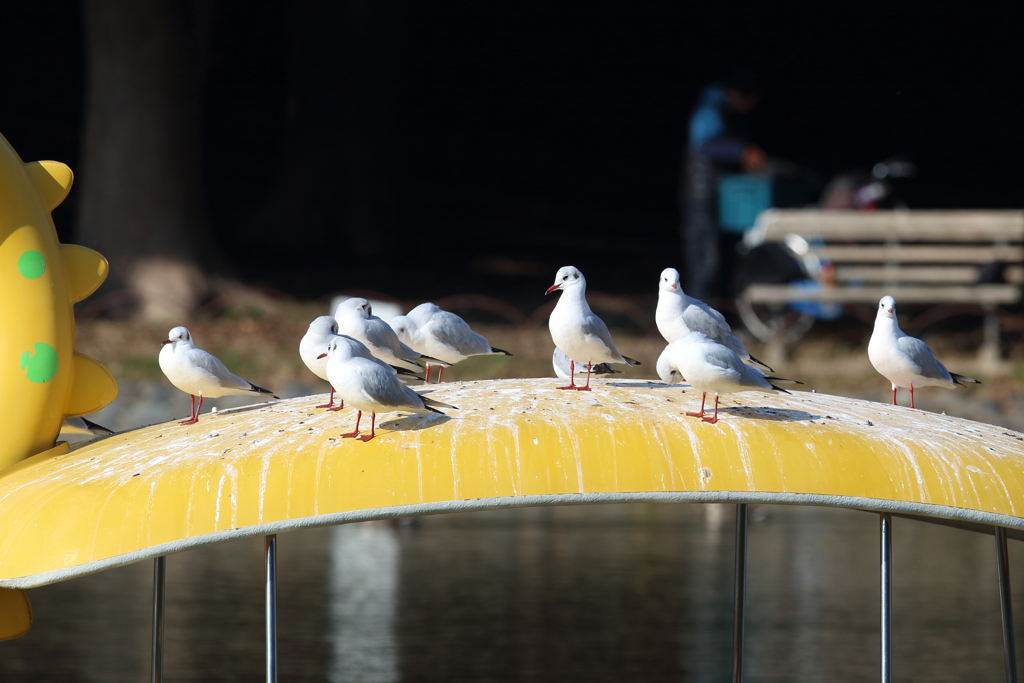 1月3日 明石公園 11
