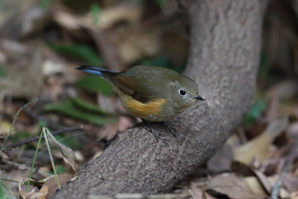 12月31日 明石公園 12
