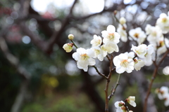 2月23日 岡本公園 10
