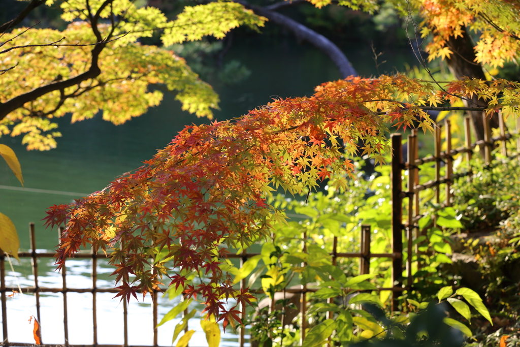 11月16日 相楽園 40
