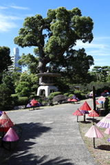 8月27日 相楽園 ６
