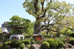4月21日 相楽園 4 4月21日 相楽園 4