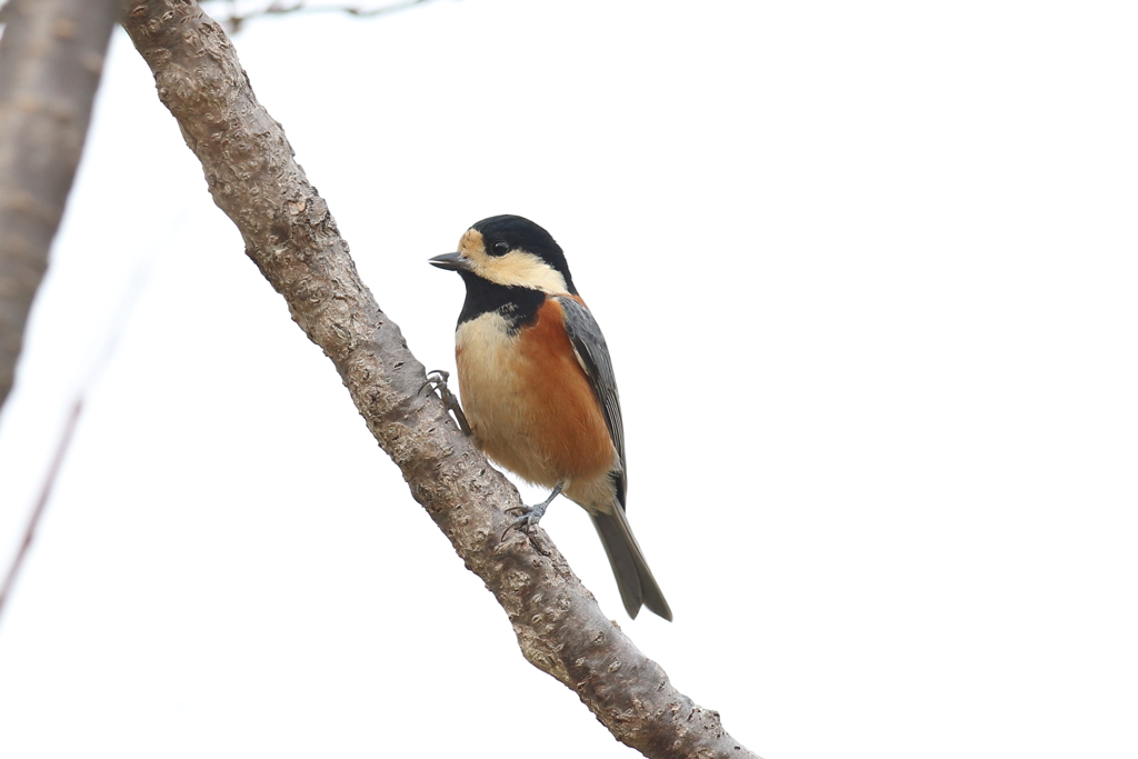 11月17日 明石公園 23
