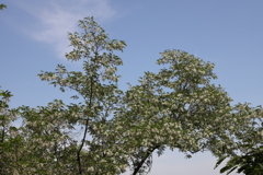 5月14日 長距離散歩 40