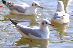 1月29日 明石公園 ４