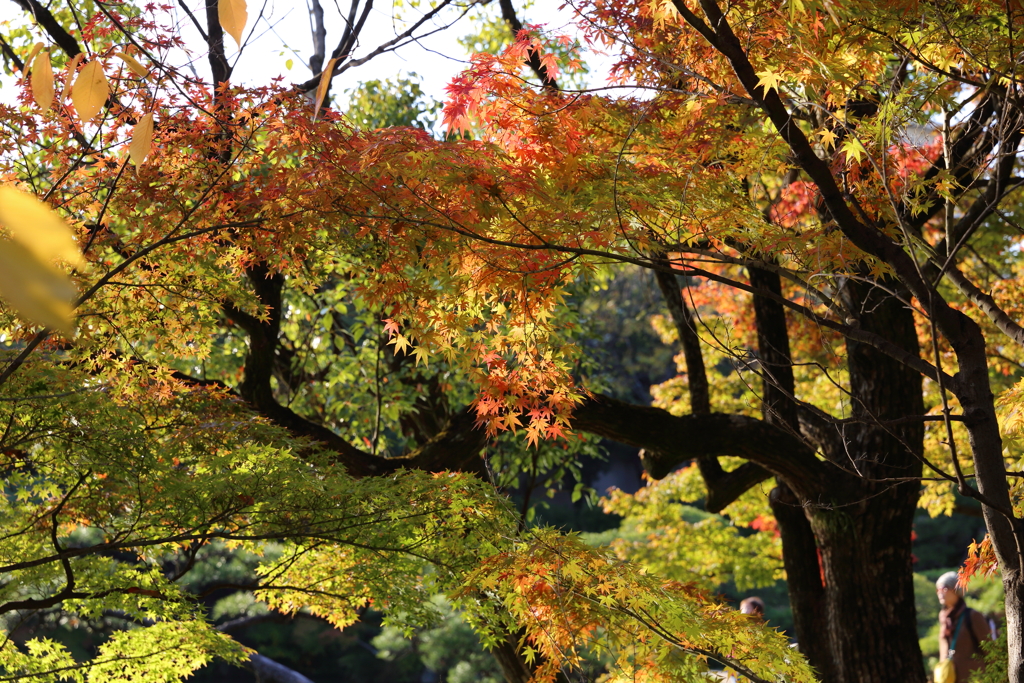 11月16日 相楽園 31