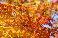 11月28日 明石公園 ２