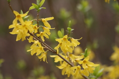 3月20日 布引ハーブ園 54