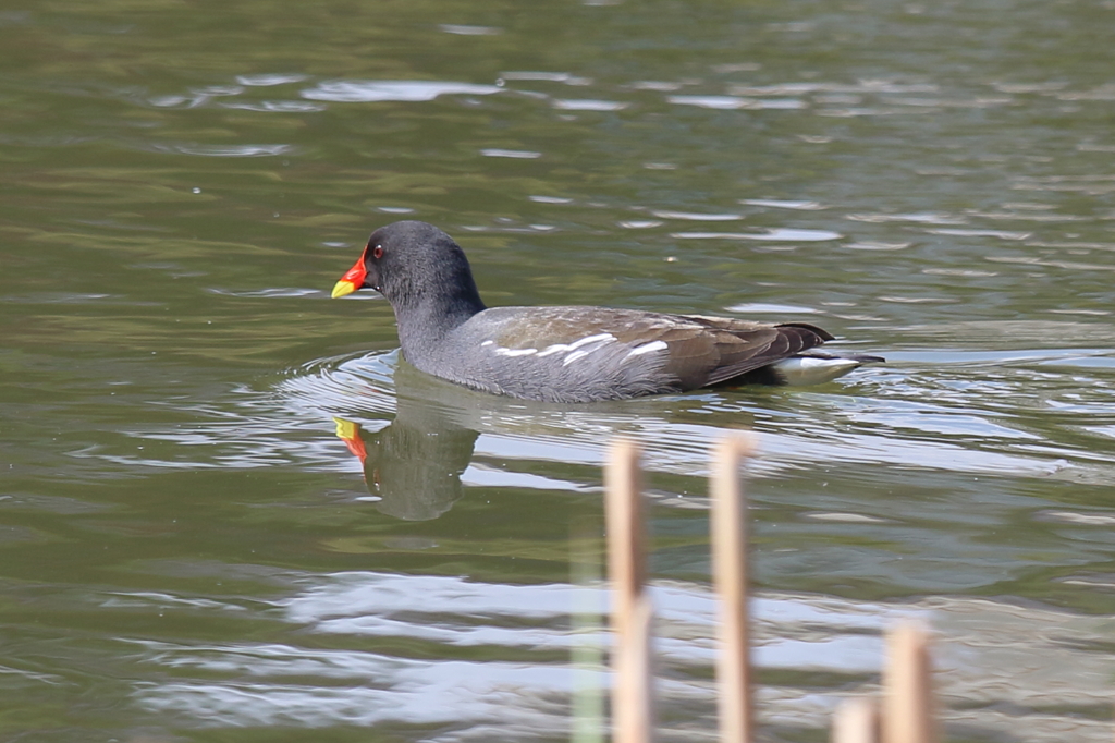 方鉾池のバン