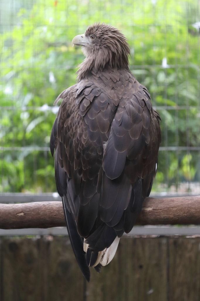 6月16日 王子動物園 18