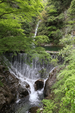 5月4日の布引ハーブ園 19 5月4日の布引ハーブ園 19
