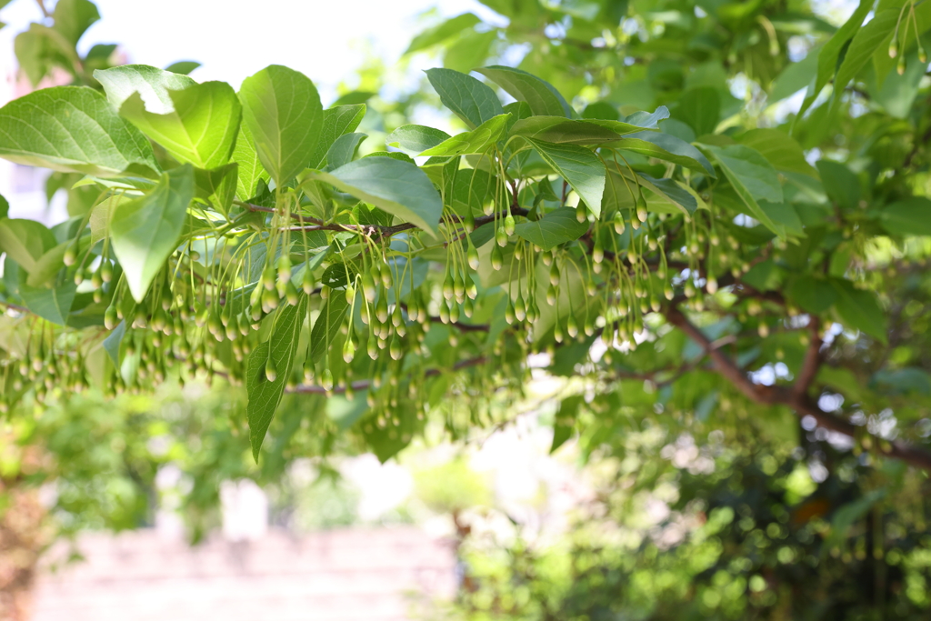 4月25日 散歩 ２