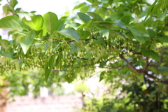4月25日 散歩 ２