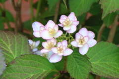 6月2日 明石公園 ７