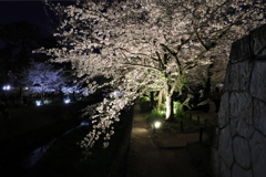 4月1日 夙川河川敷緑地 ８