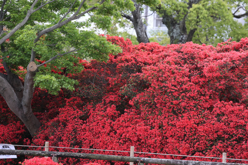4月18日 長岡天神 21