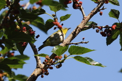 5月30日 明石公園 10