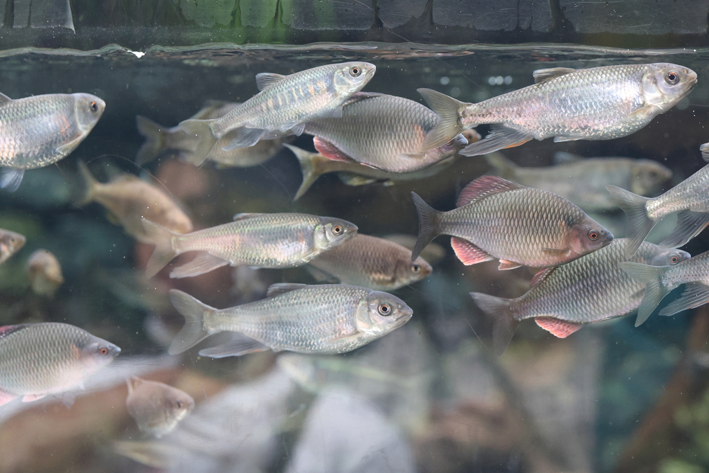 8月11日 京都水族館 15