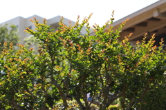 5月23日 相楽園 41