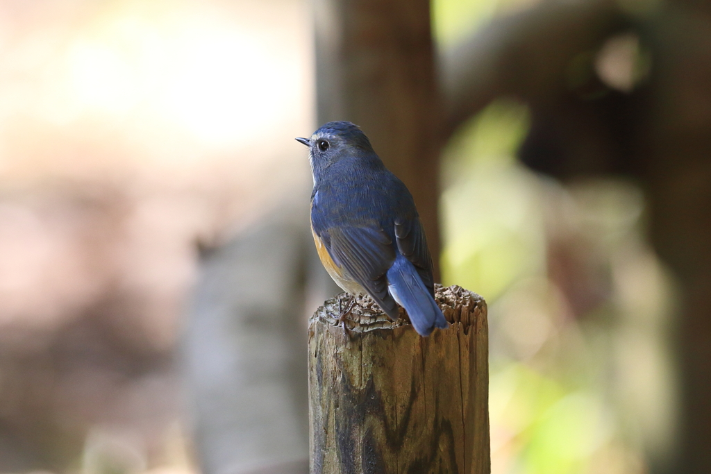 12月31日 明石公園 ９