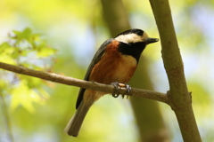 4月9日 明石公園 12