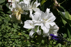7月22日 布引ハーブ園 ２