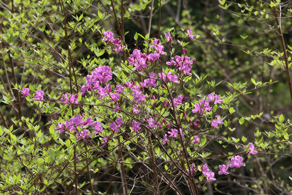 4月2日 明石公園 11