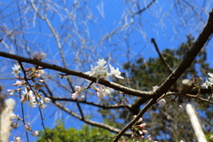 3月20日 京都嵐山 52