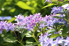 6月9日 相楽園 1 6月9日 相楽園 1
