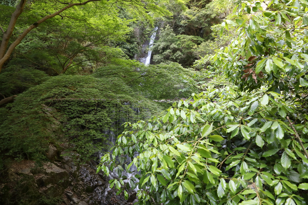 5月5日 布引ハーブ園 47