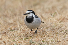 12月31日 明石公園 29
