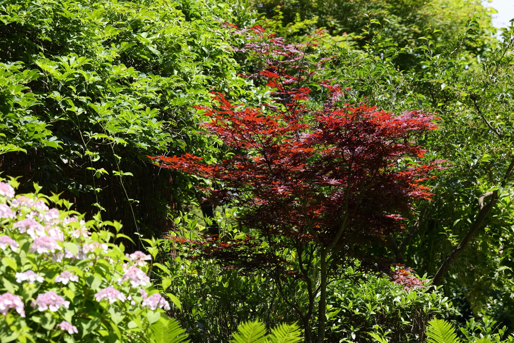 6月9日 布引ハーブ園 64