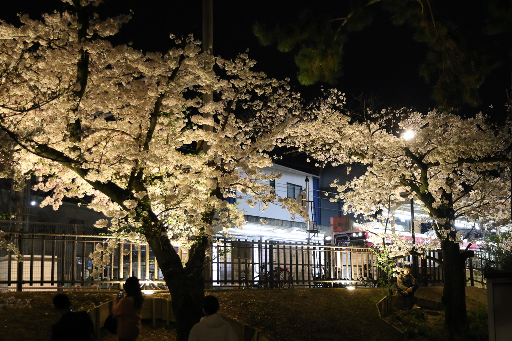 4月6日 夙川河川敷緑地 10