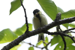 7月3日 夙川河川敷公園 7